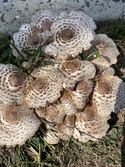 Chlorophyllum