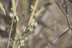 Malacothamnus fasciculatus