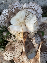 Chlorophyllum