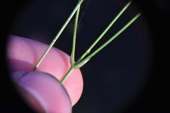 Stellaria longifolia