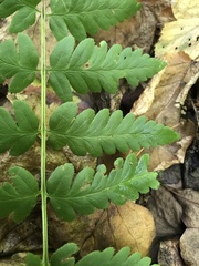 Dryopteris clintoniana