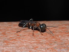 Dicranorhina