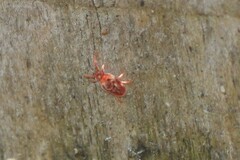 Trombidioidea