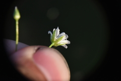 Stellaria longifolia