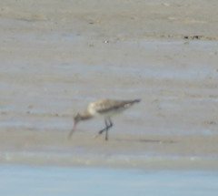 Limosa lapponica