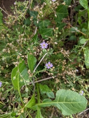 Spergularia rubra