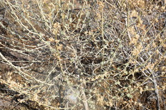 Malacothamnus fasciculatus