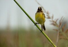 Pseudocolopteryx sclateri