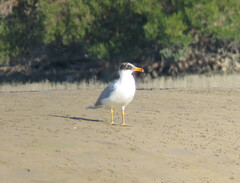 Ichthyaetus ichthyaetus