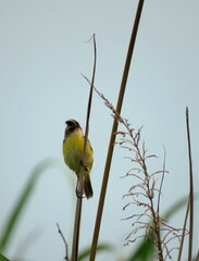 Pseudocolopteryx sclateri