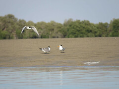 Thalasseus bengalensis