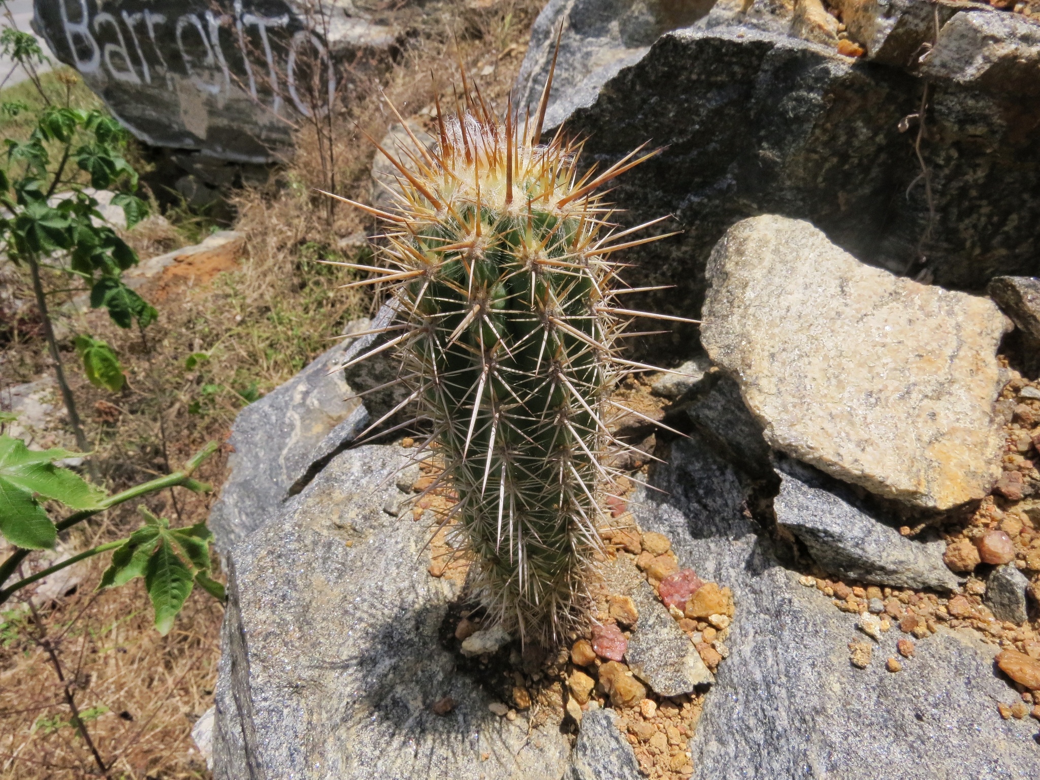 Xiquexique gounellei