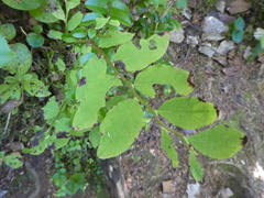 Vaccinium ovalifolium