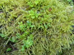 Rhytidiadelphus loreus