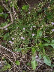 Spergularia rubra