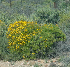 Osteospermum sinuatum