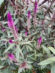 Celosia spicata