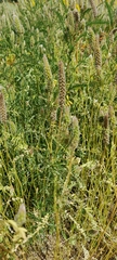 Dracocephalum parviflorum