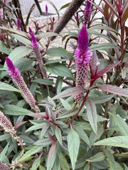 Celosia spicata