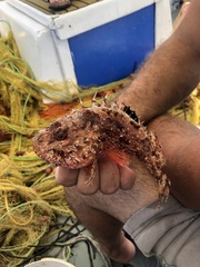 Scorpaena scrofa