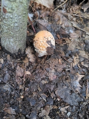 Amanita rubescens