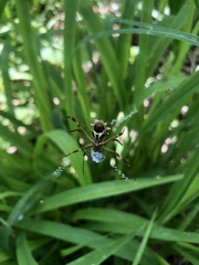 Argiope blanda