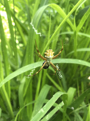 Argiope blanda