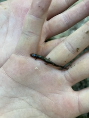 Caudata