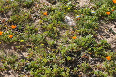 Dimorphotheca sinuata