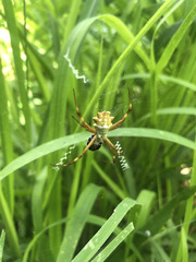 Argiope blanda