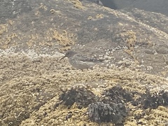 Calidris maritima