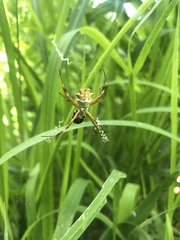 Argiope blanda