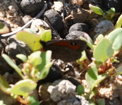 Satyrinae