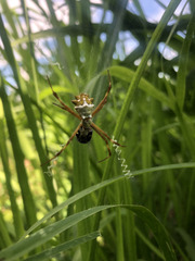 Argiope blanda