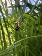 Argiope blanda