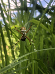 Argiope blanda