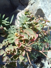Euphorbia petrophila