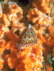 Clanculus margaritarius