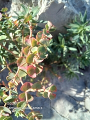 Euphorbia petrophila