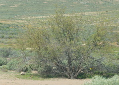 Prosopis glandulosa