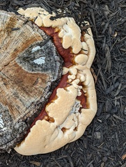 Ganoderma