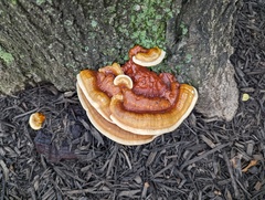 Ganoderma
