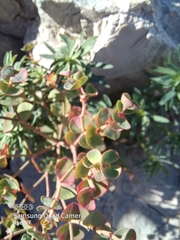 Euphorbia petrophila