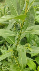Salix triandra