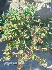 Euphorbia petrophila