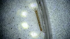 Lithobius forficatus