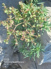 Euphorbia petrophila