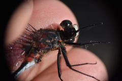 Arrenurus