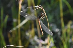 Lestidae