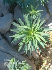 Euphorbia petrophila